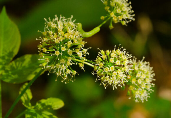 Wild Sarsaparilla (<i>Aralia nudicaulis</i>) &copy; © Joshua Mayer
