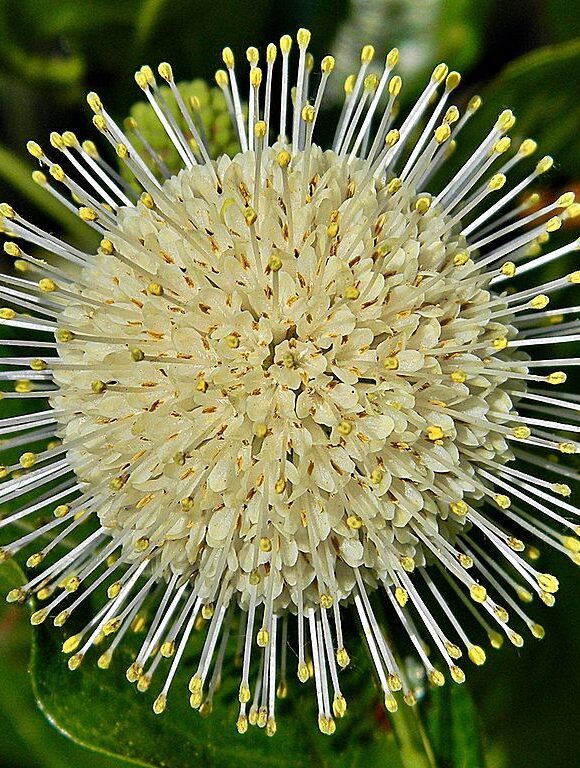 Buttonbush (<i>Cephalanthus occidentalis</i>) &copy; © Bob Peterson