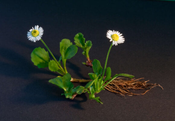 Lawn-daisies (<i>Bellis perennis</i>) &copy; © Grand-Duc