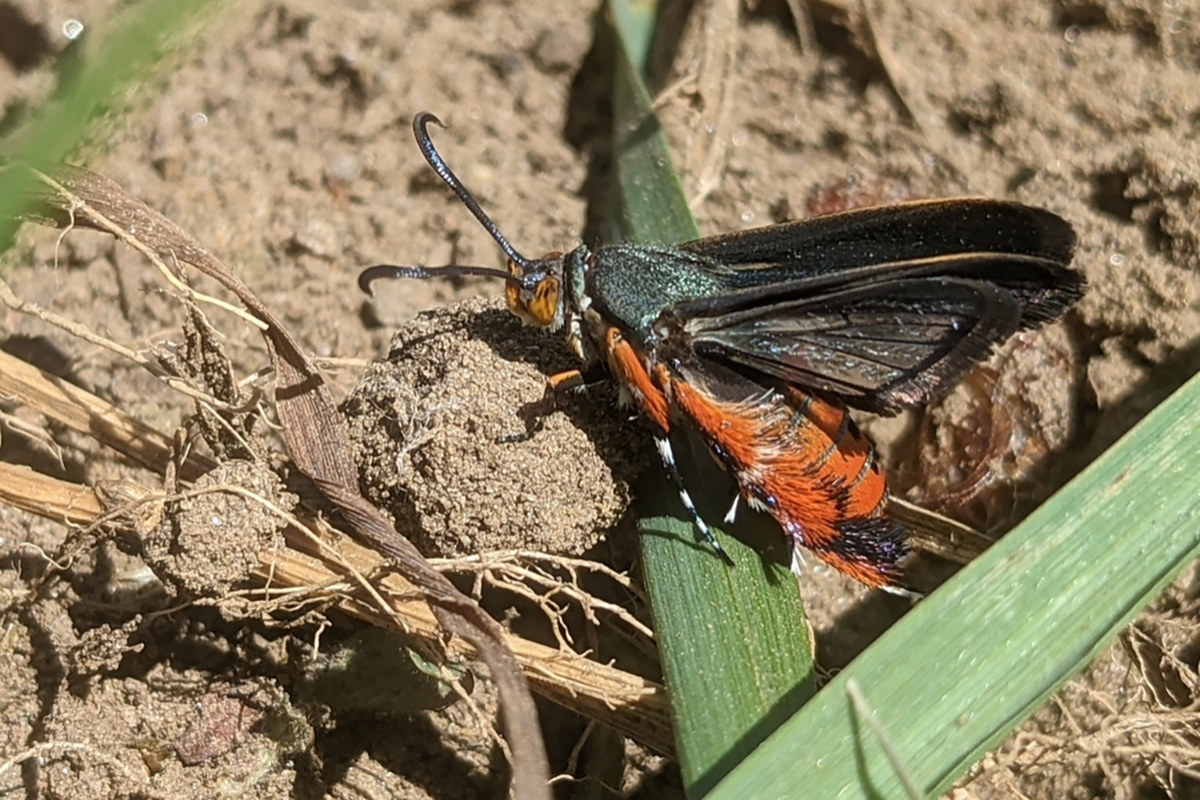 Squash Vine Borer Moth (<i>Melittia cucurbitae</i>) &copy; © Spencer Hardy