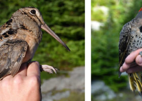 Non-Locals Surprise Banders on Mansfield as VCE Winds Down Season #31