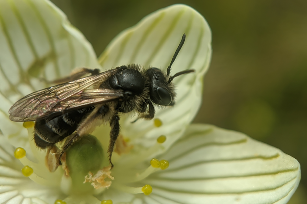 Parnassia Miner © Spencer Hardy