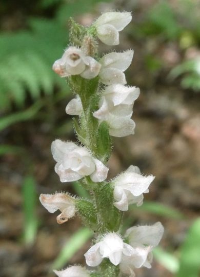 12726, , large (45), , , image/jpeg, https://vtecostudies.nyc3.digitaloceanspaces.com/wp-content/uploads/2022/08/08182344/large-45.jpeg, 1024, 768, Array, Array © raffib128