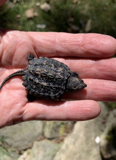 12722, , large (74), , , image/jpeg, https://vtecostudies.nyc3.digitaloceanspaces.com/wp-content/uploads/2022/08/08182354/large-74.jpg, 768, 1024, Array, Array © Nancy Masterson