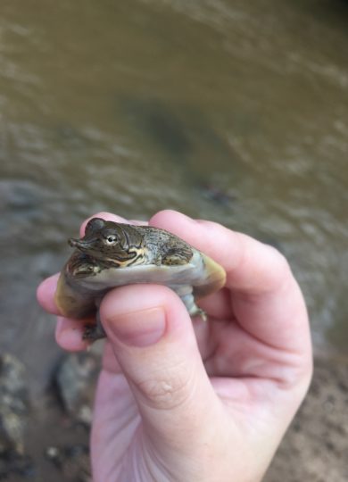 12720, , original (3), , , image/jpeg, https://vtecostudies.nyc3.digitaloceanspaces.com/wp-content/uploads/2022/08/08182400/original-3.jpg, 1536, 2048, Array, Array © Ashley Pitcher