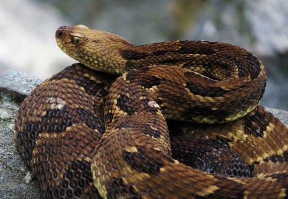 12714, , timber-rattlesnake-608785-1024, , , image/jpeg, https://vtecostudies.nyc3.digitaloceanspaces.com/wp-content/uploads/2022/08/08182420/timber-rattlesnake-608785-1024.jpg, 1024, 768, Array, Array Public Domain Image