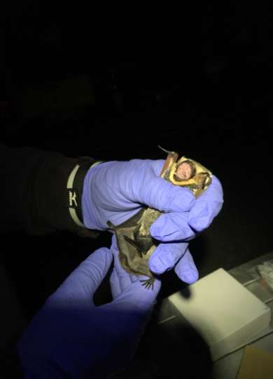 Hoary Bat &copy; © Lara Wilbur