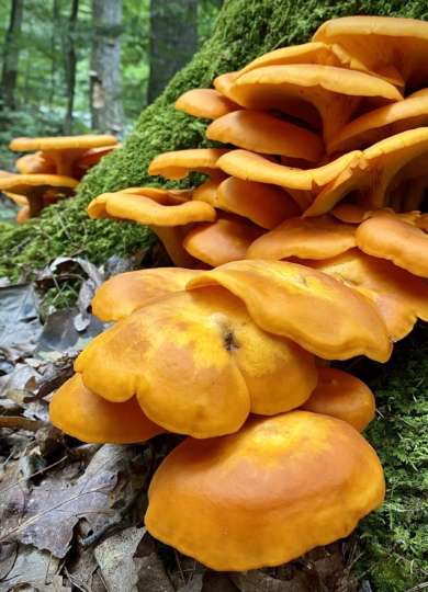 Eastern Jack O' Lantern Mushroom &copy; © Meg Madden