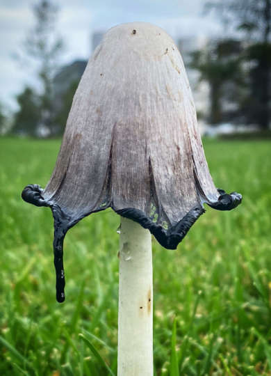 Shaggy Mane Ink Cap mushroom deliquescing &copy; © Meg Madden
