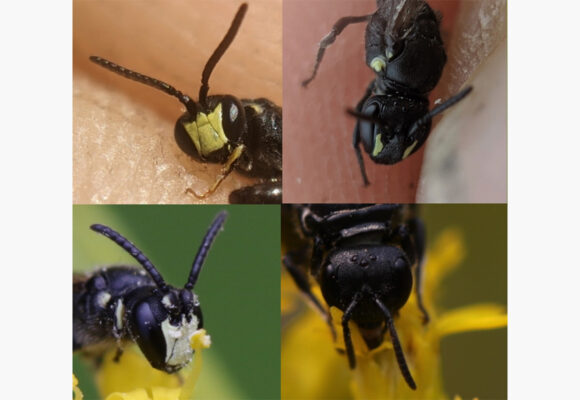Male (left) and female (right) masked bees, showing the variation in the facial patterns that they are named for.  &copy; © Spencer Hardy