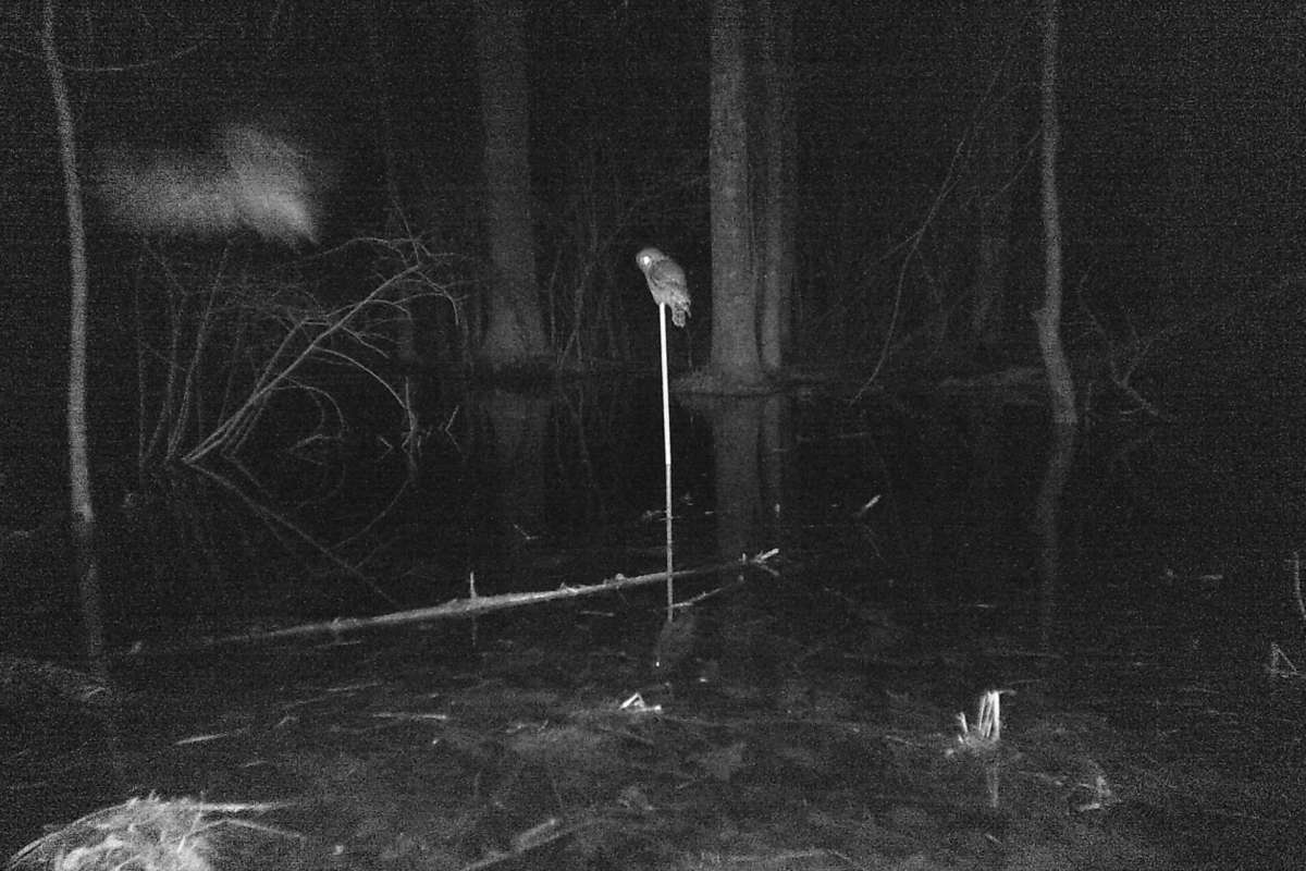 Barred Owls hunting at a vernal pool in Weybridge. &copy; © Andre L’Roe
