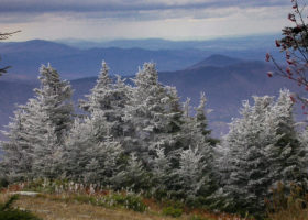 Field Guide to November 2022