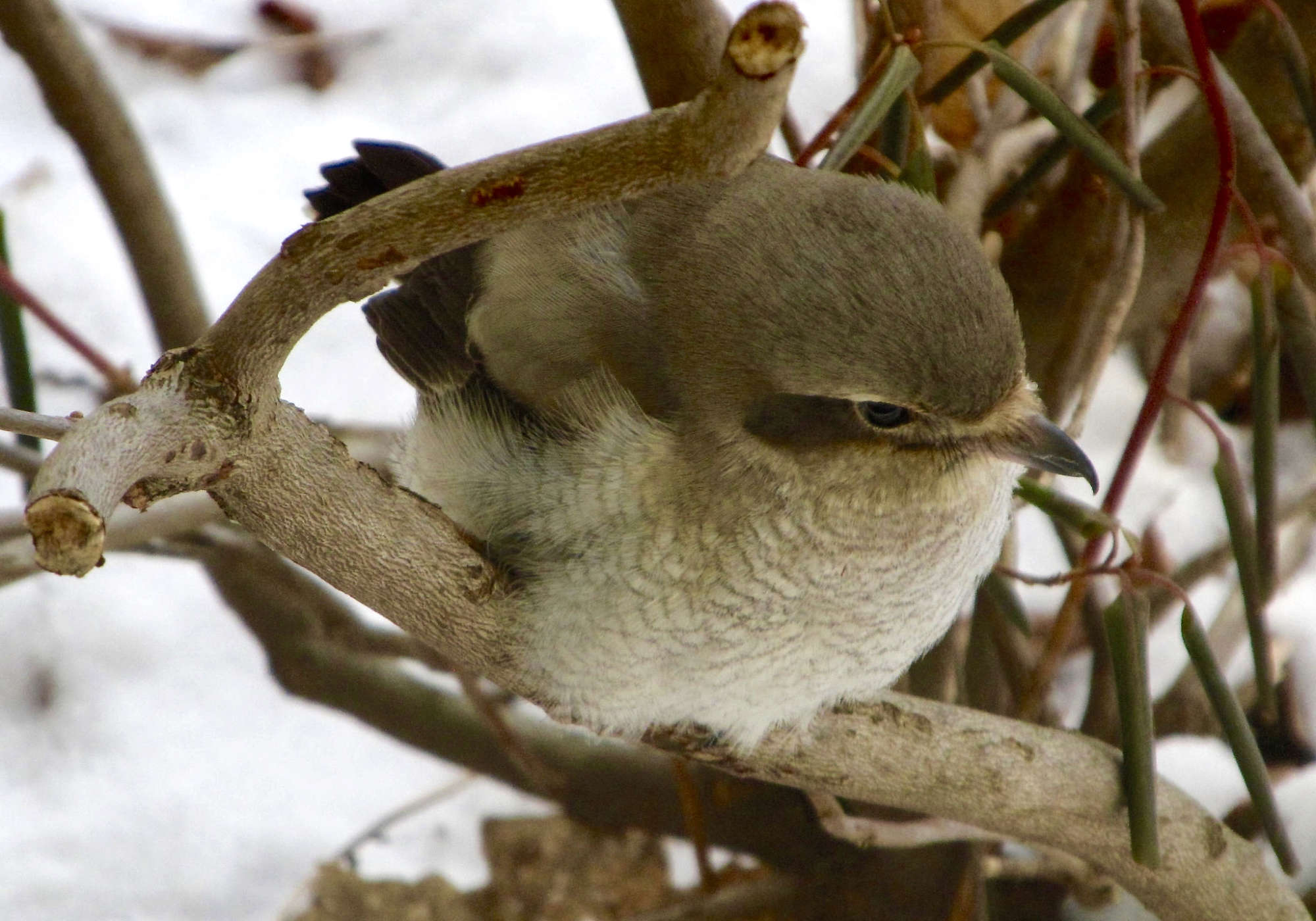 A closeup of a Northern Shrike as it recovers from hitting a window. &copy; Louis Megyesi