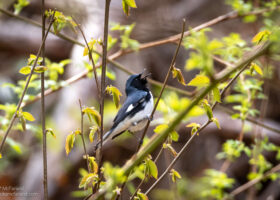 Field Guide to May 2023