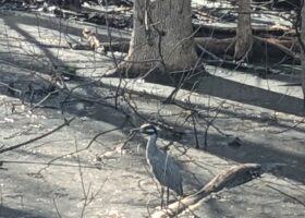 April 2023 Photo-observation of the Month