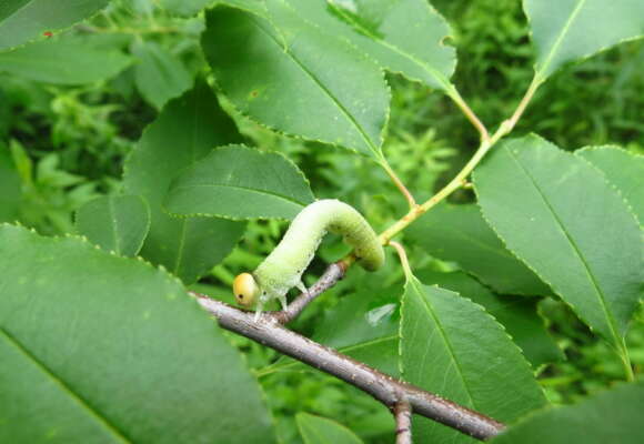 Larva of a Giant Birch Sawfly.  &copy; thebirdnuts - https://www.inaturalist.org/observations/143524438