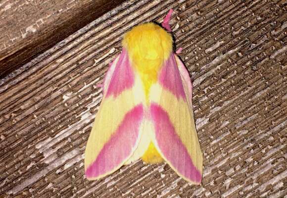 Rosy Maple Moth  &copy; Desiree Narango