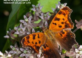 New Report Uses Big Data to Establish Vermont Biodiversity Baseline