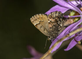After Two Decades of Searching, Biologist Discovers Rare Butterfly in Vermont
