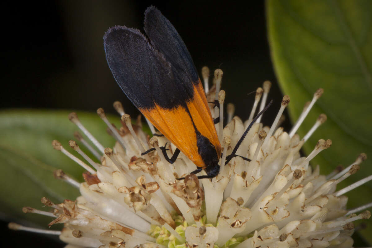Black-and-yellow Lichen Moth <i>(Lycomorpha pholus)</i> sipping nectar from Buttonbush (Cephalanthus occidentalis). &copy; © Kent McFarland