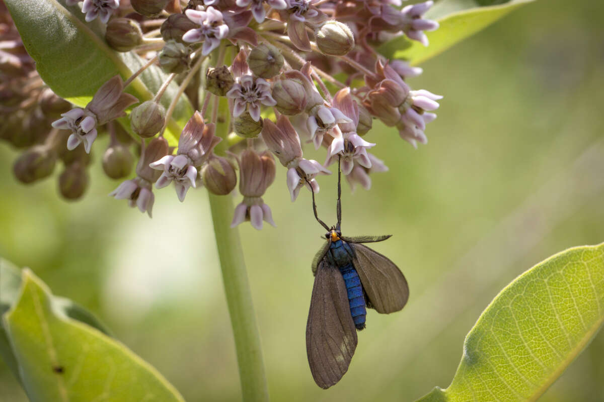Virginia Ctenucha <i>(Ctenucha virginica)</i> trapped &copy; © Kent McFarland