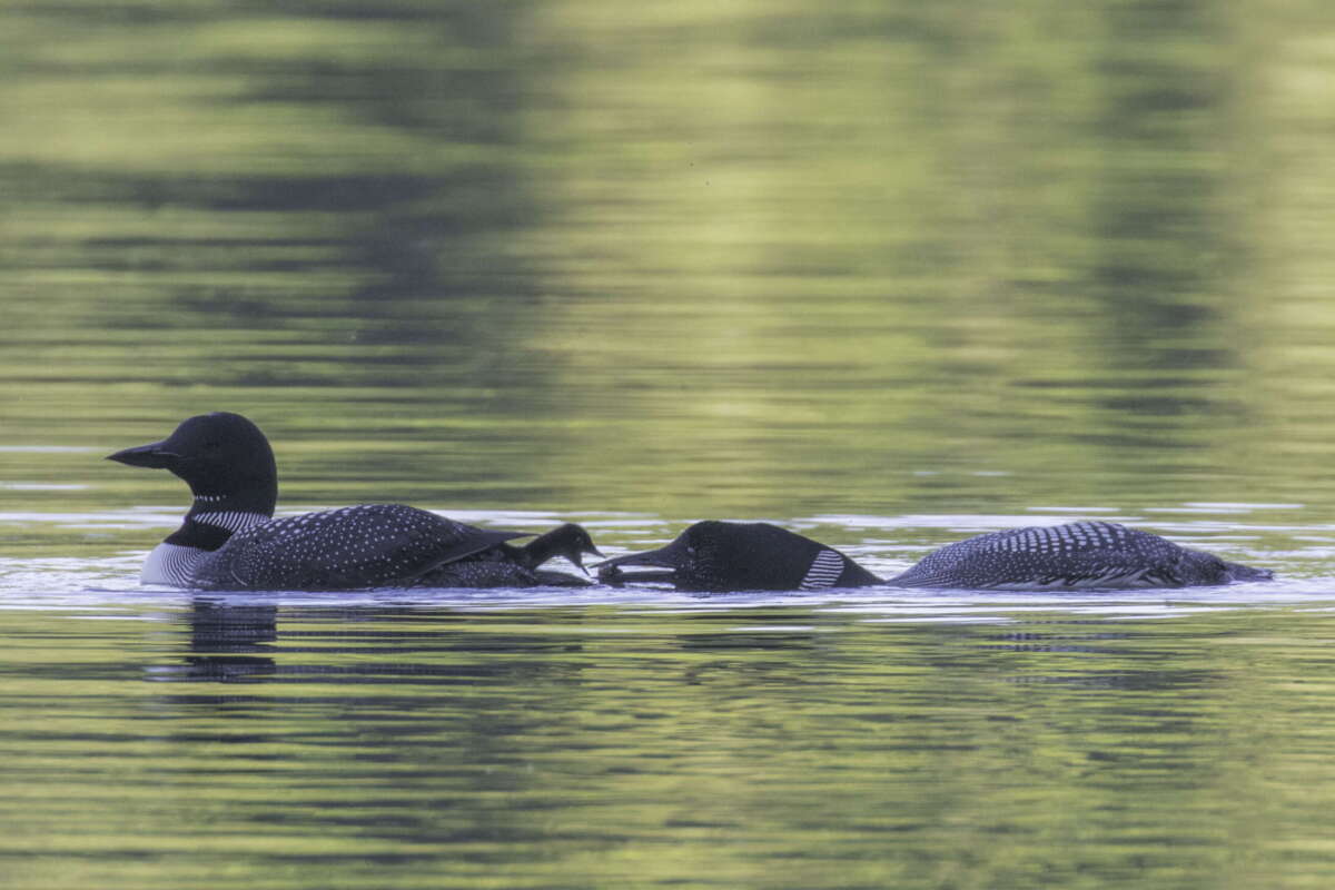 Common Loon feeding a chick &copy; © Elinor Osborn