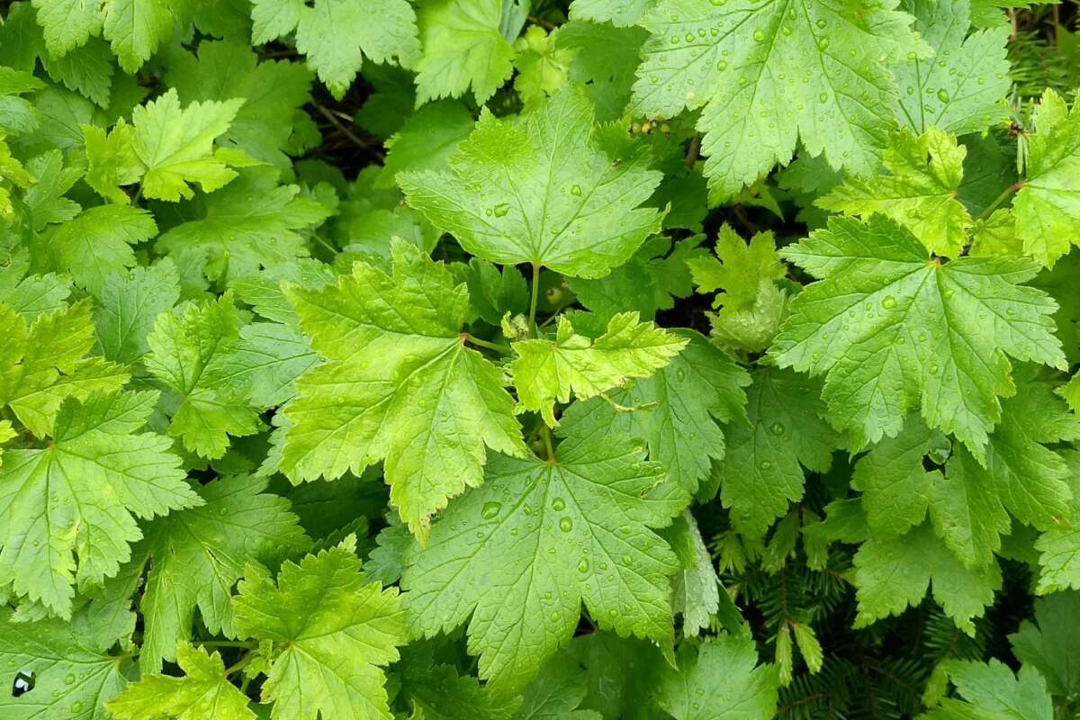 A pungent Skunk Currant growing along a hiking trail on Mount Mansfield, Vermont. &copy; © Jason Hill