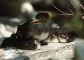 Egg Dumping: A Firsthand Account