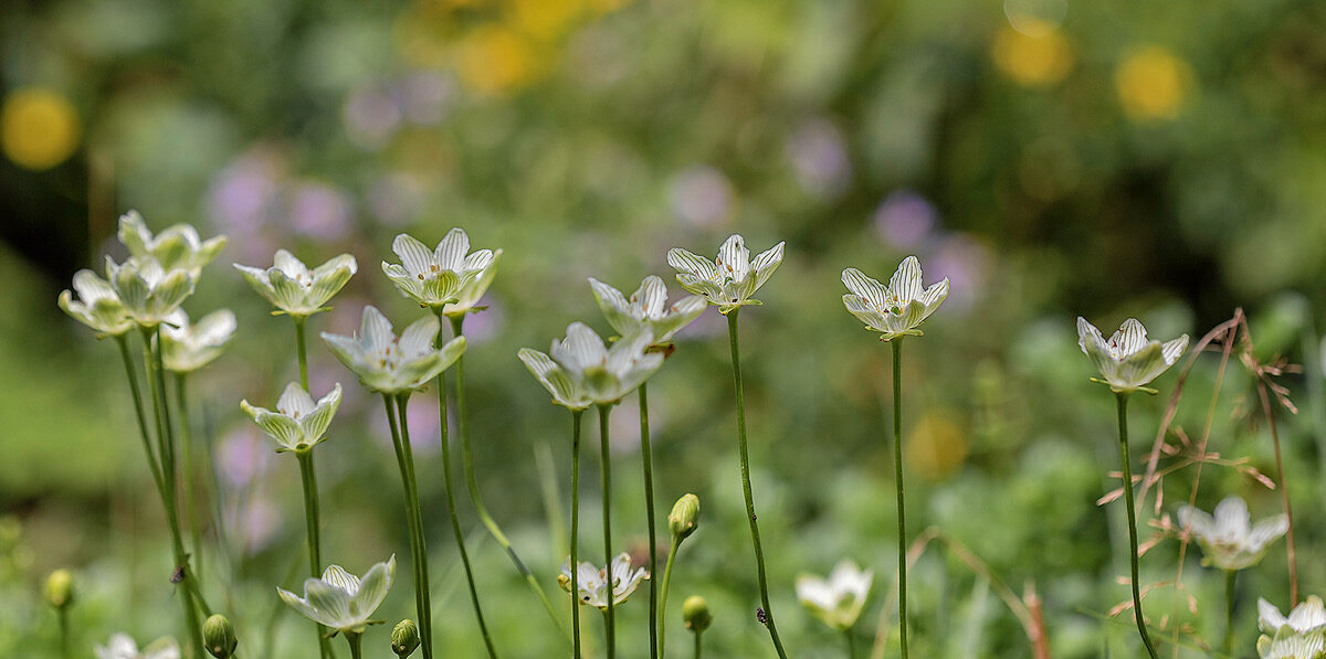 Fen Grass-of-Parnassus flowers beckon and float like little balloons over their own cluster of basal leaves and nearby plants.  Bryan Pfeiffer