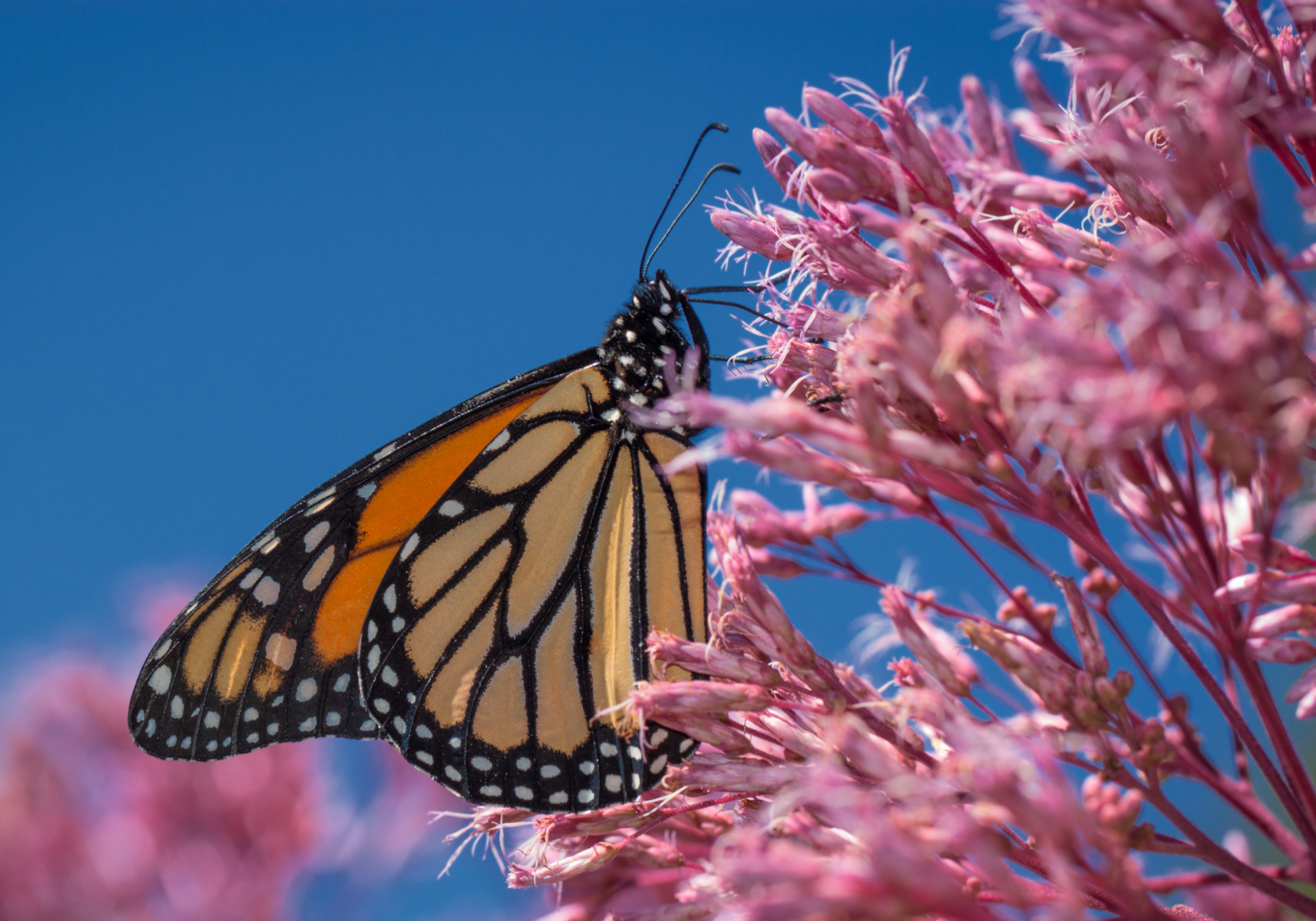 Monarch nectaring on Joe Pye Weed before migration.  K.P. McFarland