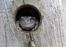 September 2023 Photo-observation of the Month