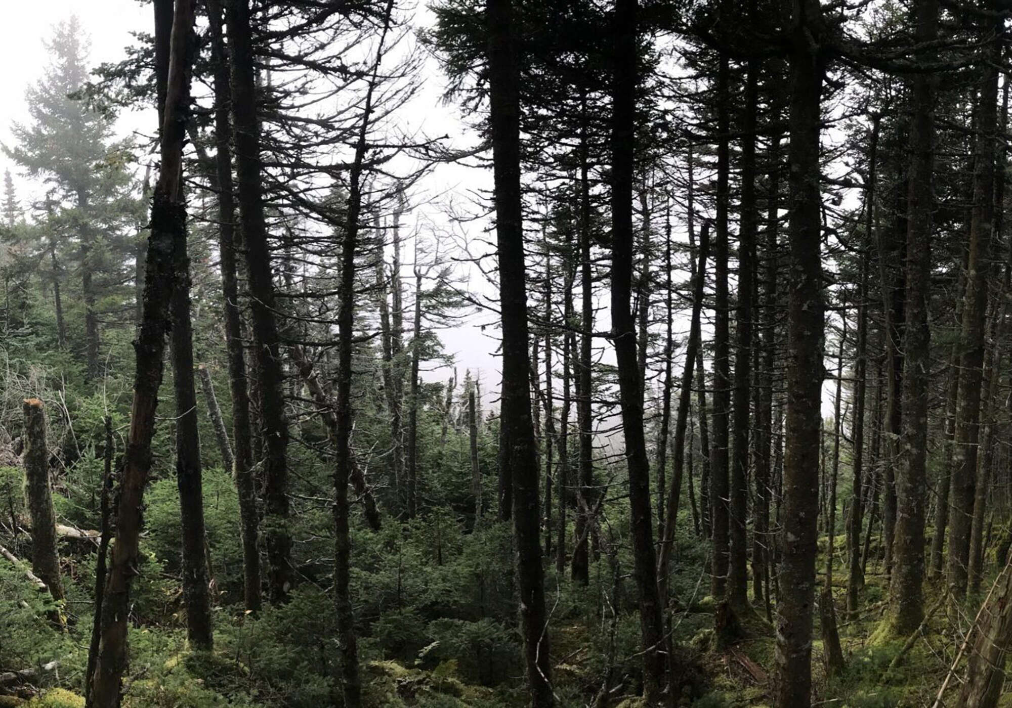Panorama of a fir wave © Kent McFarland