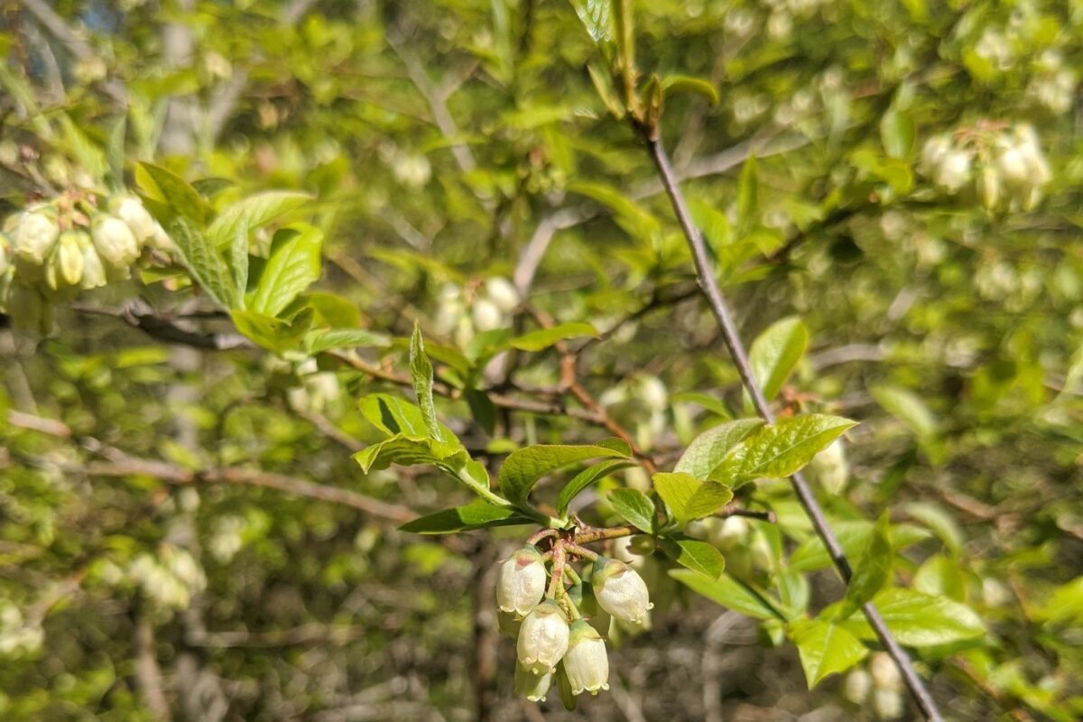 Northern Highbush Blueberry <i>(Vaccinium corymbosum)</i> &copy; © Spencer Hardy