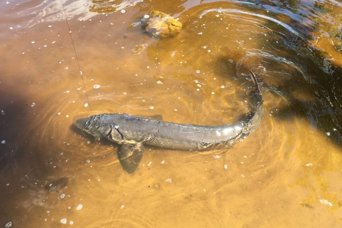 Lake Sturgeon &copy; © iNaturalist user dwalc400 (licensed under CC-BY-NC)