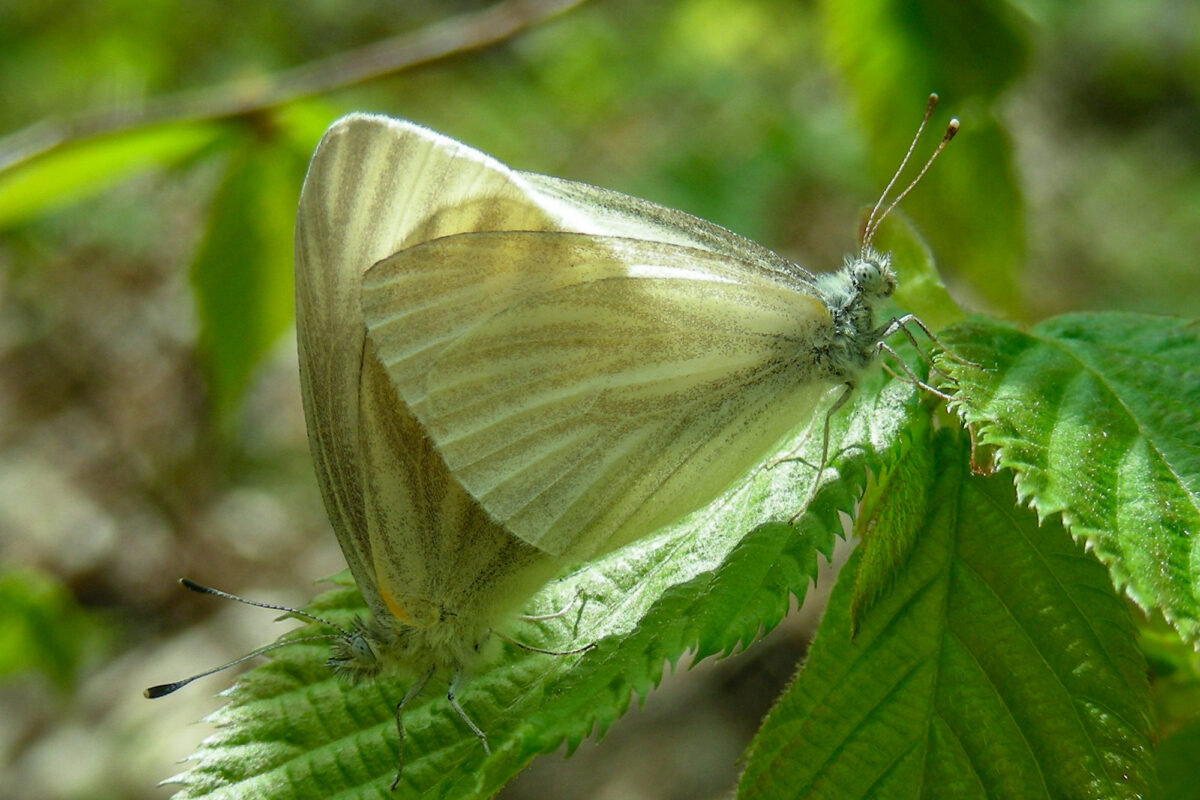 West Virginia White butterflies mating on fresh spring leaves &copy; © Kent McFarland