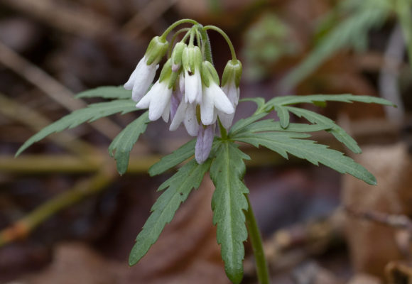 Cutleaf Toothwort <i>(Cardamine concatenata)</i> &copy; © Kent McFarland