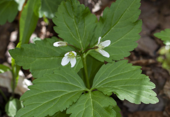 Two-leaved Toothwort <i>(Cardamine diphylla)</i> &copy; © Kent McFarland