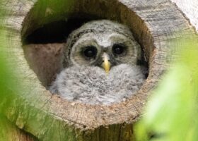 May 2024 Photo-observation of the Month