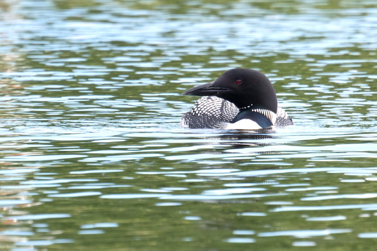 Common Loon <i>(Gavia immer)</i> © Susan Elliott licensed under CC-BY-NC
