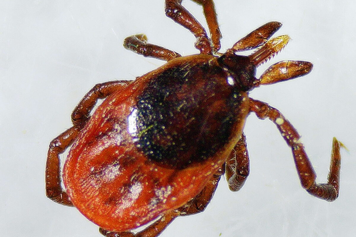 Deer Tick (<i>Ixodes scapularis</i>) in Vermont &copy; © VCE Tick Technicians
