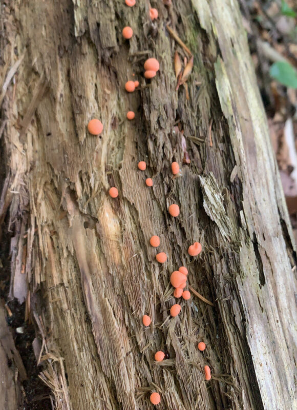 Wolf’s Milk-slime (<i>Lycogala epidendrum</i>) on Mount Cardigan, NH &copy;  © Gita Yingling