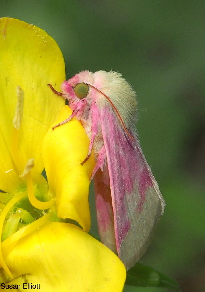 Primrose Moth (<i>Schinia florida</i>) in Aitken State Forest, Mendon, Vermont &copy; © Susan Elliott via iNaturalist licensed under CC-BY-NC