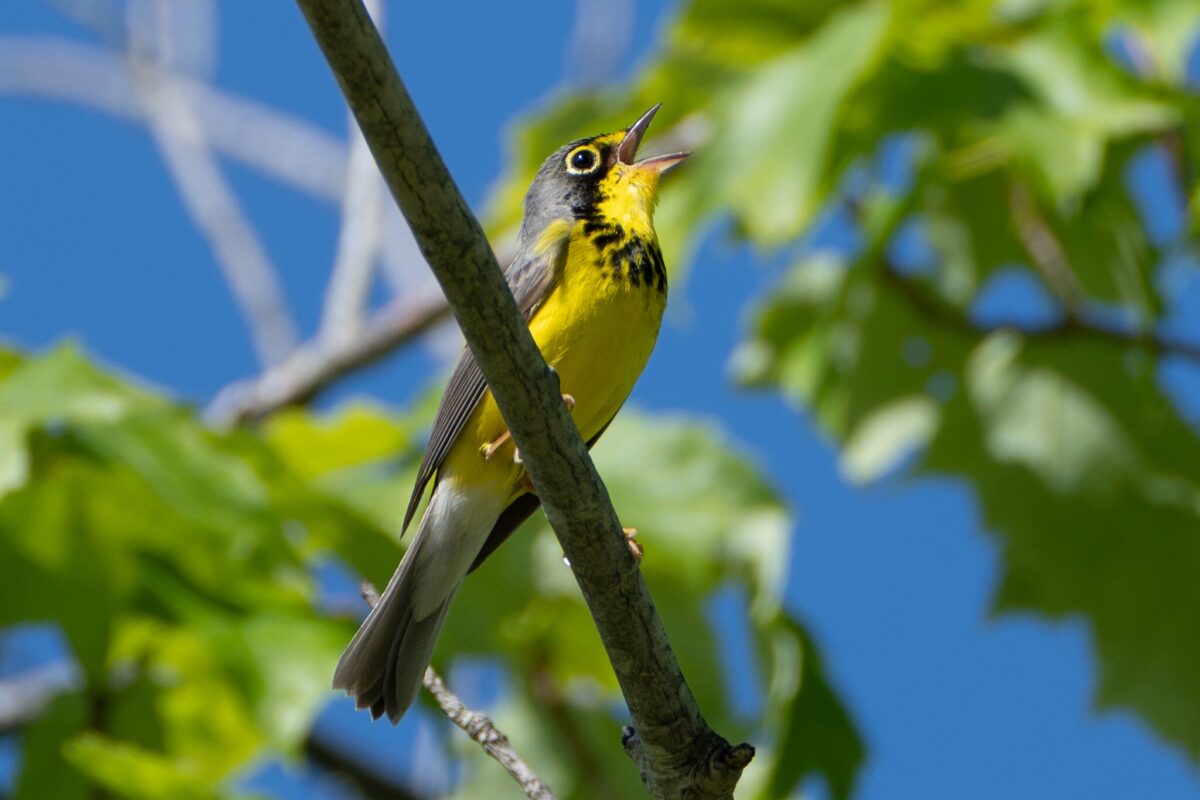 Canada Warbler (<i>Cardellina canadensis</i>)  &copy; © Susan Elliott via iNaturalist licensed under CC-BY-NC