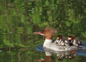 June 2024 Photo-observation of the Month