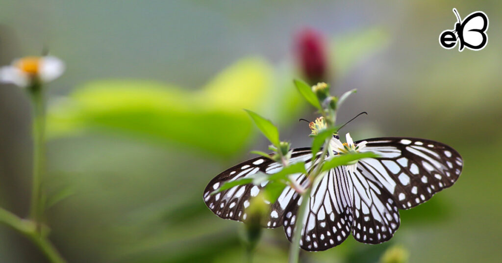 Photo provided by eButterfly team
