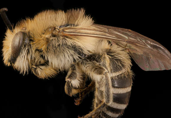 Aster Cellophane Bee (<i>Colletes compactus</i>) &copy; © USGS Bee Inventory and Monitoring Lab