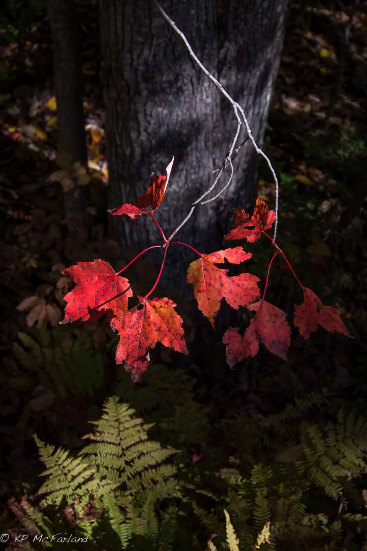 Red Maple in autumn &copy; © Kent McFarland