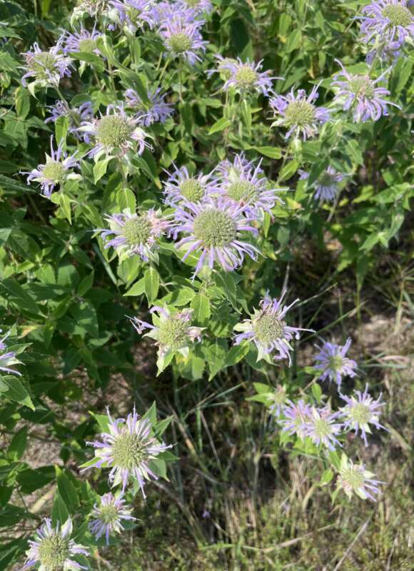 14946, , IMG_0032_580x800_acf_cropped, , , image/jpeg, https://vtecostudies.nyc3.digitaloceanspaces.com/wp-content/uploads/2024/09/08171540/IMG_0032_580x800_acf_cropped.jpeg, 580, 800, Array, Array 