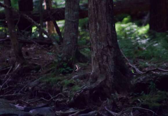 14937, , Ruby-throated-Hummingbird-1_580x400_acf_cropped, , , image/jpeg, https://vtecostudies.nyc3.digitaloceanspaces.com/wp-content/uploads/2024/09/08171603/Ruby-throated-Hummingbird-1_580x400_acf_cropped.jpeg, 580, 400, Array, Array 