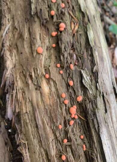 14879, , IMG_0011_390x540_acf_cropped, , , image/jpeg, https://vtecostudies.nyc3.digitaloceanspaces.com/wp-content/uploads/2024/09/08171854/IMG_0011_390x540_acf_cropped.jpeg, 390, 540, Array, Array Photo by Gita Yingling